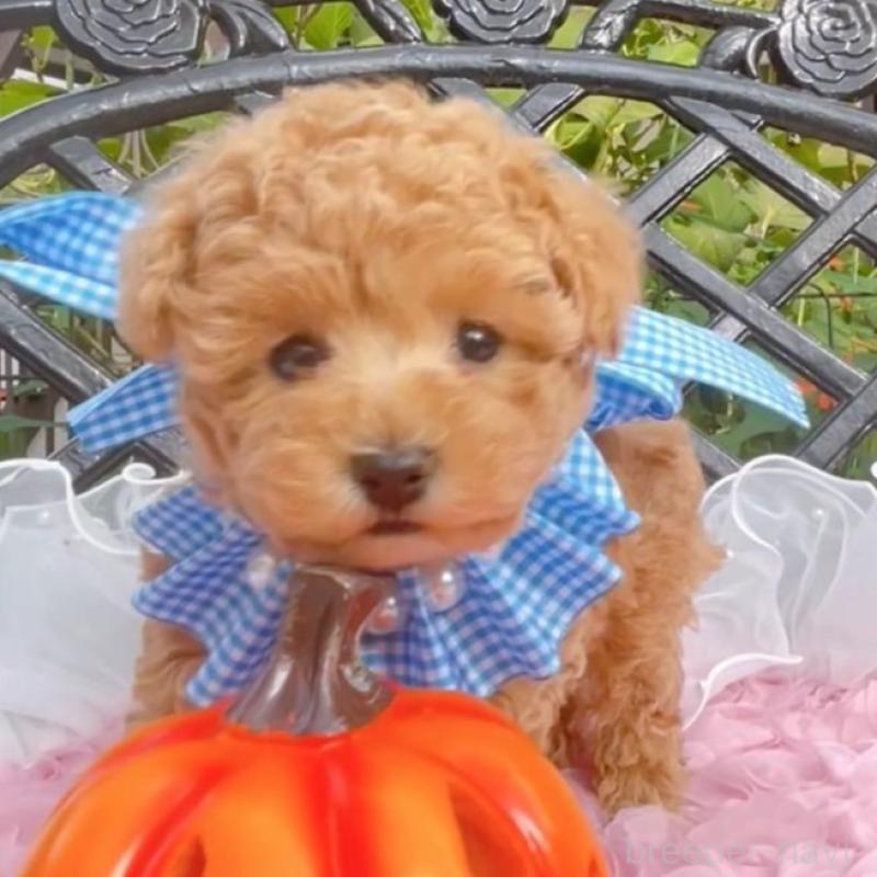 成約済の千葉県のタイニープードル-412687の1枚目