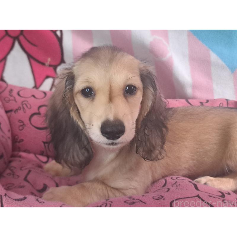 成約済の愛知県のミニチュアダックスフンド(ロングヘアード)-403750の18枚目