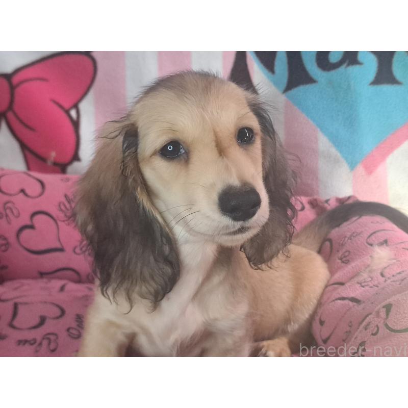 成約済の愛知県のミニチュアダックスフンド(ロングヘアード)-403750の17枚目