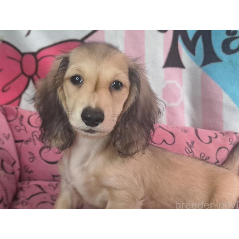 成約済の愛知県のミニチュアダックスフンド(ロングヘアード)-403750の16枚目