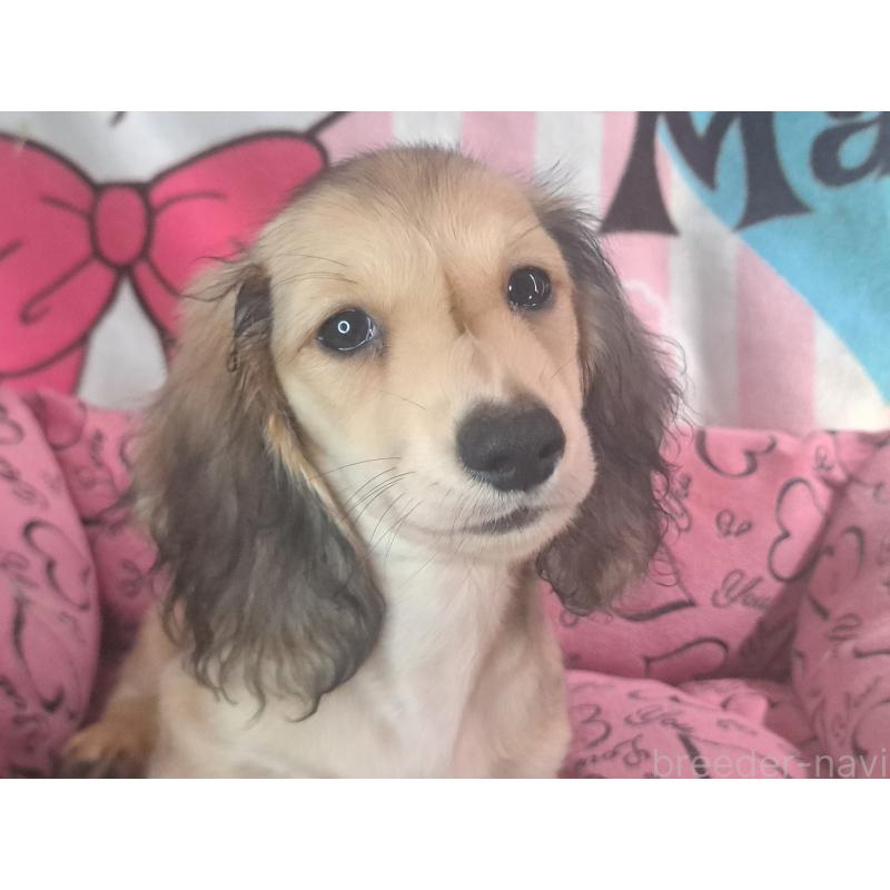 成約済の愛知県のミニチュアダックスフンド(ロングヘアード)-403750の14枚目