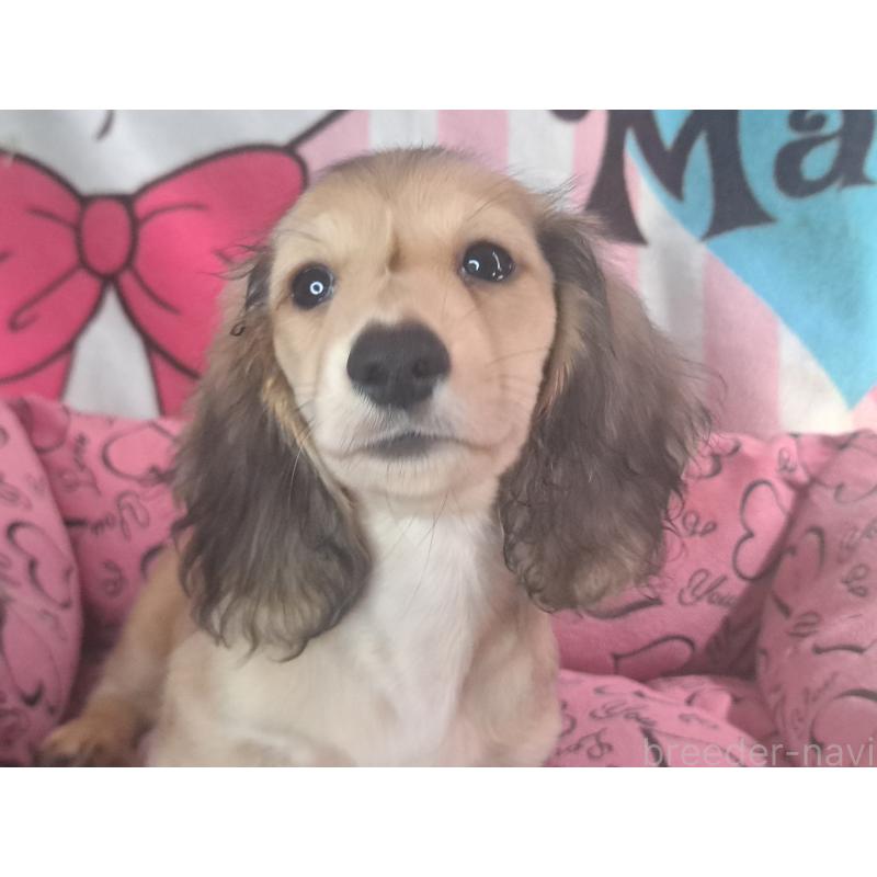 成約済の愛知県のミニチュアダックスフンド(ロングヘアード)-403750の13枚目