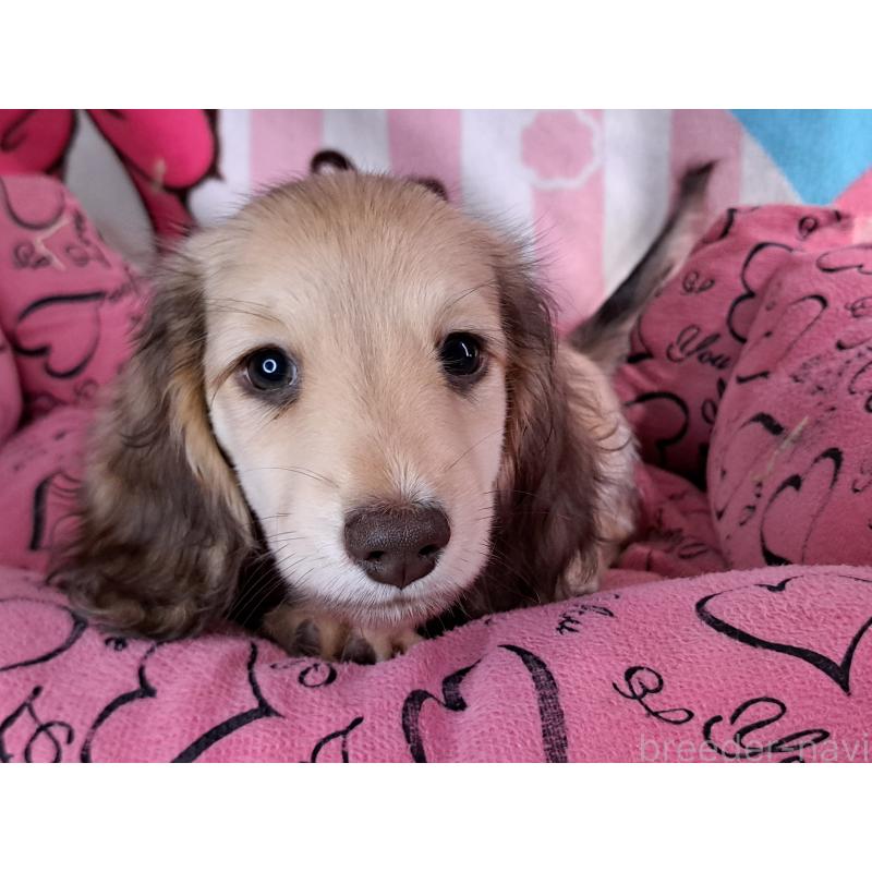 成約済の愛知県のミニチュアダックスフンド(ロングヘアード)-403753の32枚目