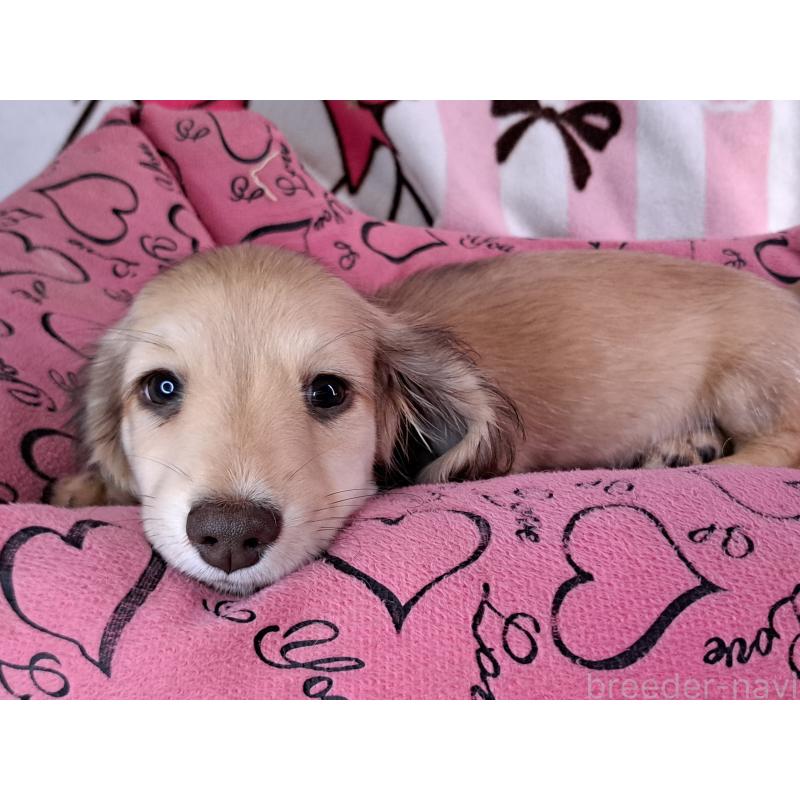 成約済の愛知県のミニチュアダックスフンド(ロングヘアード)-403753の31枚目