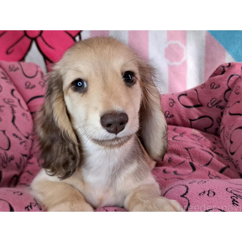 成約済の愛知県のミニチュアダックスフンド(ロングヘアード)-403753の30枚目