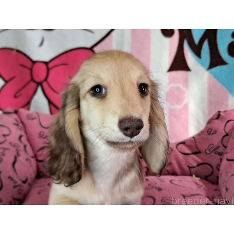 成約済の愛知県のミニチュアダックスフンド(ロングヘアード)-403753の29枚目