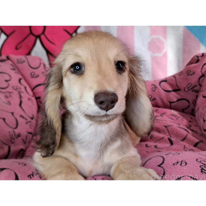 成約済の愛知県のミニチュアダックスフンド(ロングヘアード)-403753の28枚目