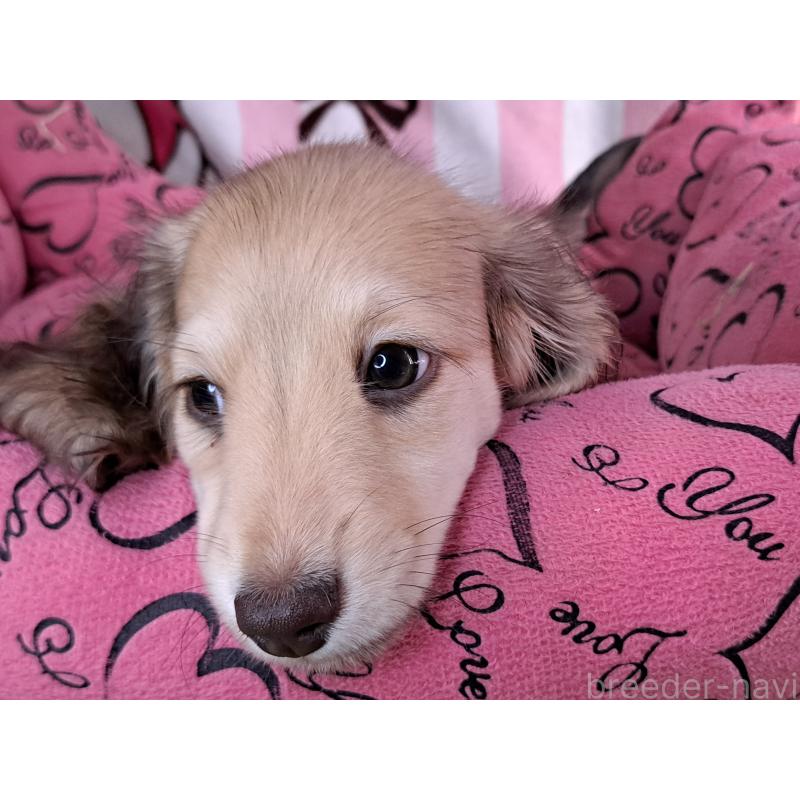 成約済の愛知県のミニチュアダックスフンド(ロングヘアード)-403753の27枚目