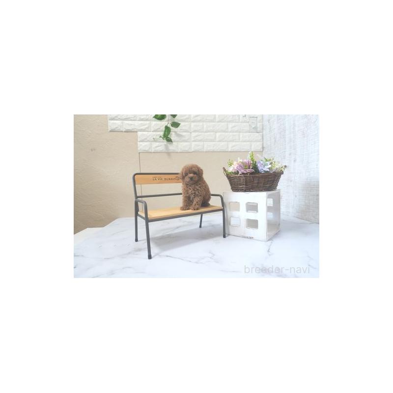 成約済の滋賀県のタイニープードル-414948の5枚目