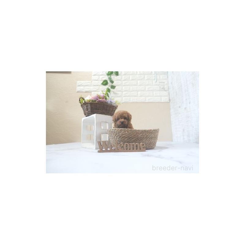 成約済の滋賀県のタイニープードル-414948の4枚目