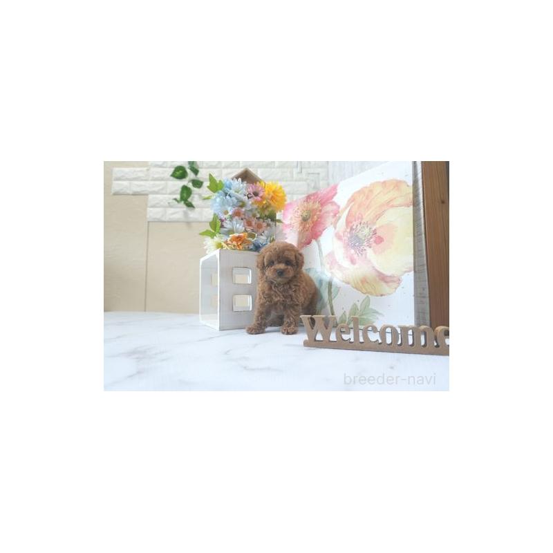 成約済の滋賀県のタイニープードル-414948の3枚目