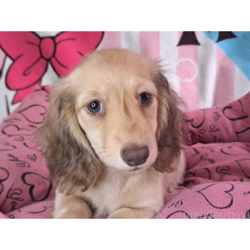 成約済の愛知県のミニチュアダックスフンド(ロングヘアード)-403759の30枚目