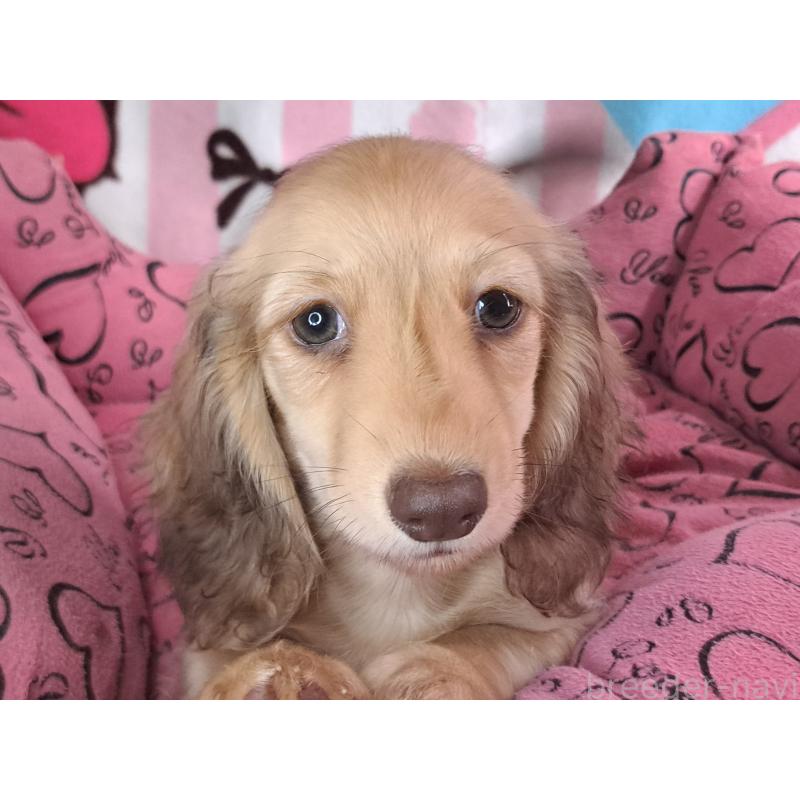 成約済の愛知県のミニチュアダックスフンド(ロングヘアード)-403759の28枚目