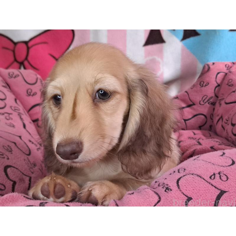 成約済の愛知県のミニチュアダックスフンド(ロングヘアード)-403759の27枚目