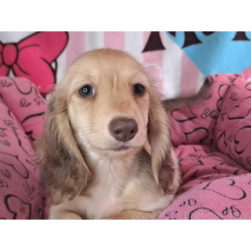 成約済の愛知県のミニチュアダックスフンド(ロングヘアード)-403759の26枚目