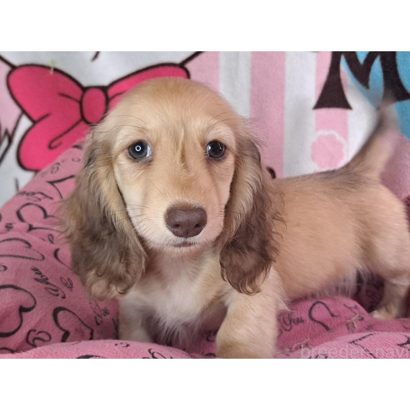 成約済の愛知県のミニチュアダックスフンド(ロングヘアード)-403759の25枚目