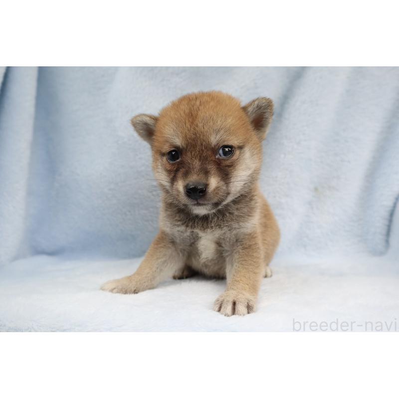 成約済の東京都の豆柴-413666の2枚目