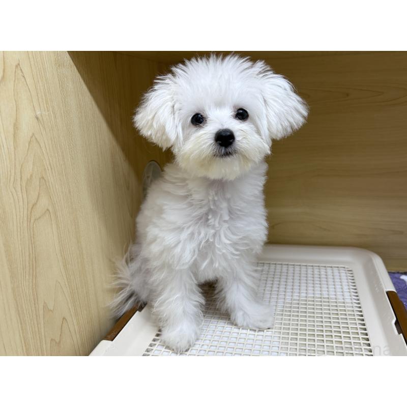 成約済の東京都のポメプー:ポメラニアン×トイプードル-392351の2枚目