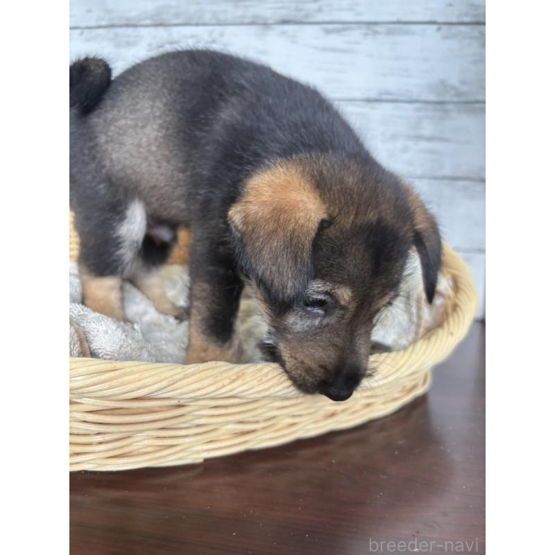 販売中の静岡県のミックス犬-414950の4枚目