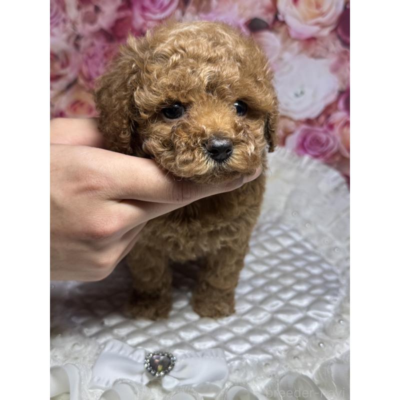 販売中の広島県のタイニープードル-414952の6枚目