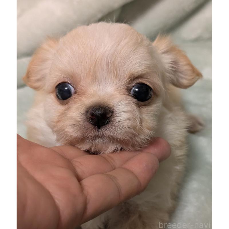 販売中の大阪府のミックス犬-414965
