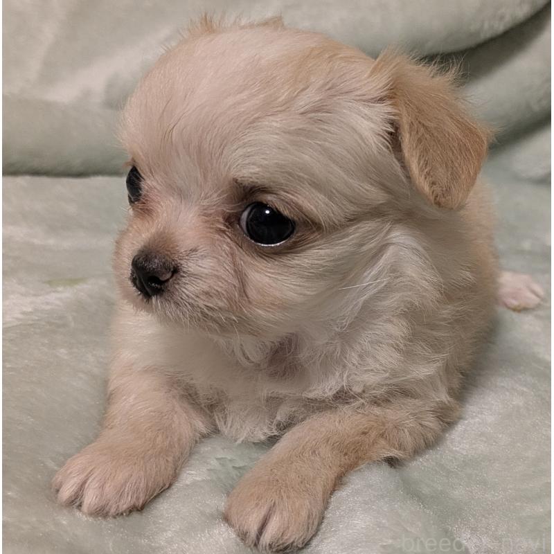 販売中の大阪府のミックス犬-414965の5枚目