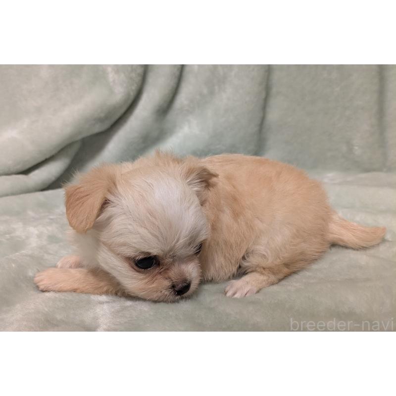 販売中の大阪府のミックス犬-414965の4枚目