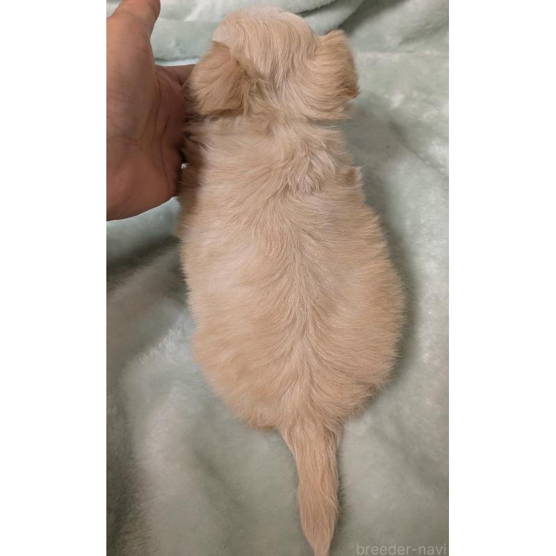 販売中の大阪府のミックス犬-414965の3枚目