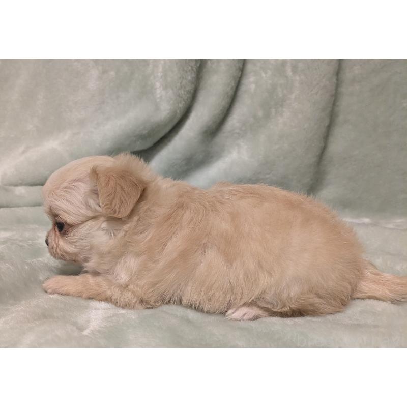販売中の大阪府のミックス犬-414965の2枚目