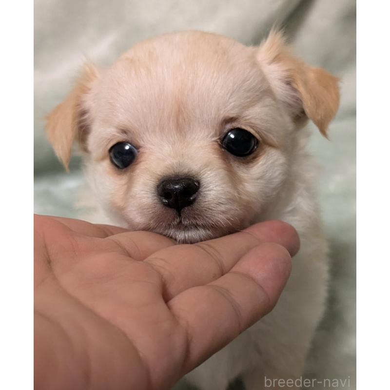 販売中の大阪府のミックス犬-414971の1枚目