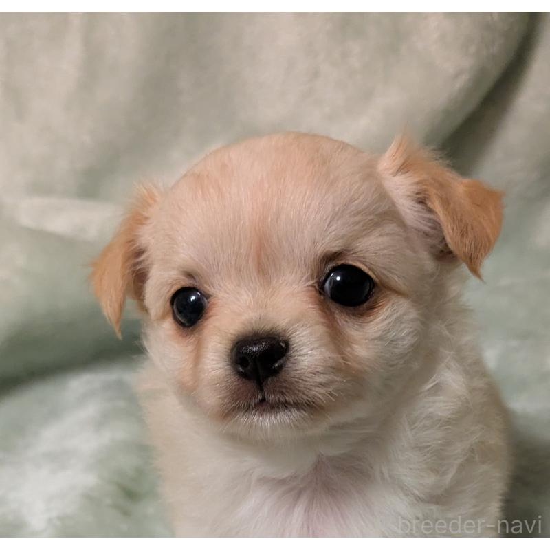 販売中の大阪府のミックス犬-414971の4枚目