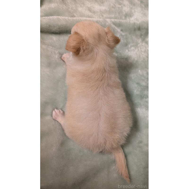 販売中の大阪府のミックス犬-414971の3枚目