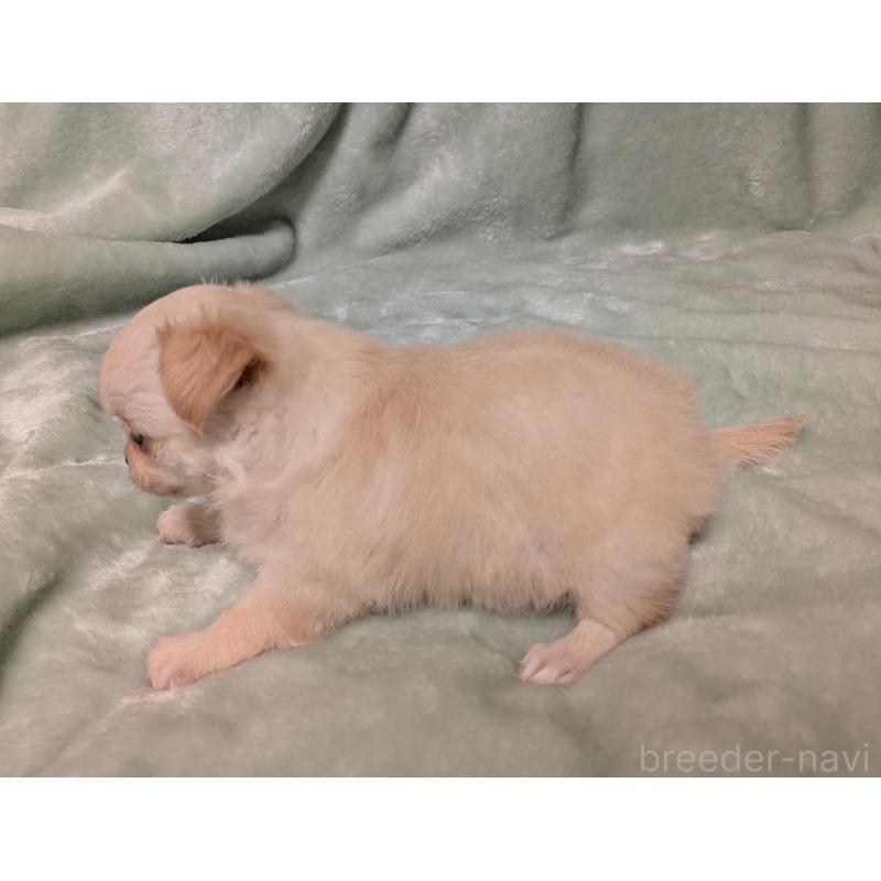 販売中の大阪府のミックス犬-414971の2枚目