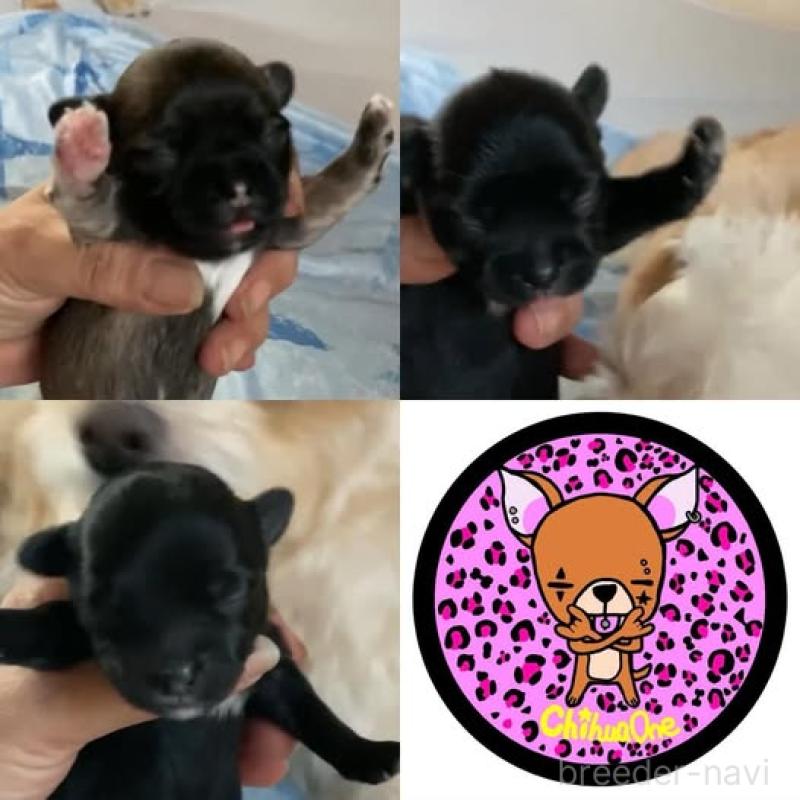 販売中の静岡県のチワプー:チワワ×トイプードル-414280の7枚目