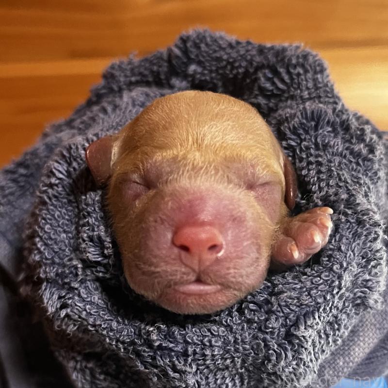 販売中の千葉県のトイプードル-414794の5枚目