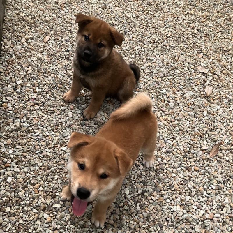 販売中の兵庫県の柴犬-413905の5枚目