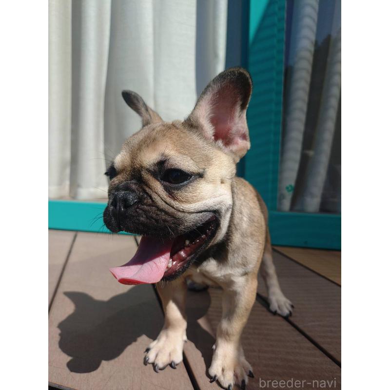 成約済の愛媛県のフレンチブルドッグ-404024の9枚目