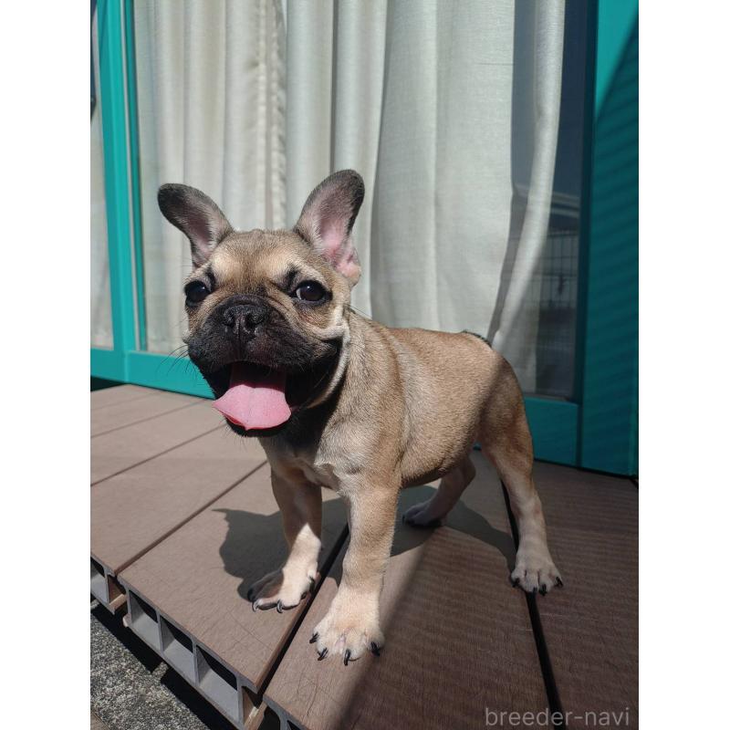 成約済の愛媛県のフレンチブルドッグ-404024の8枚目