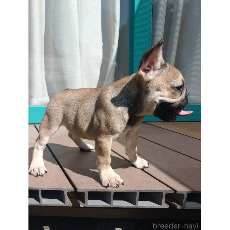 成約済の愛媛県のフレンチブルドッグ-404024の7枚目