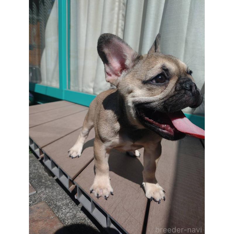 成約済の愛媛県のフレンチブルドッグ-404024の6枚目