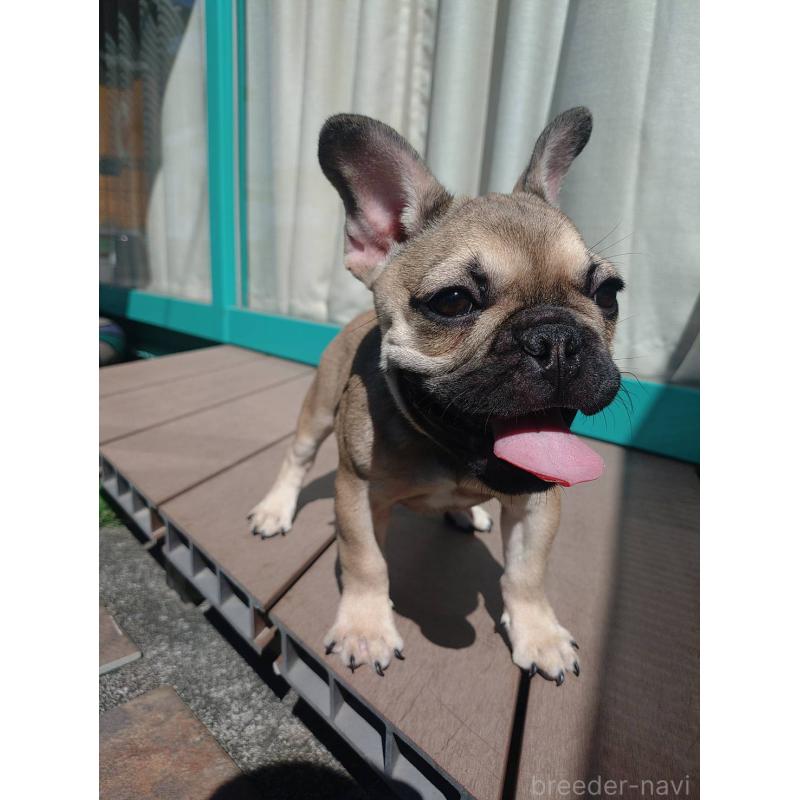 成約済の愛媛県のフレンチブルドッグ-404024の5枚目