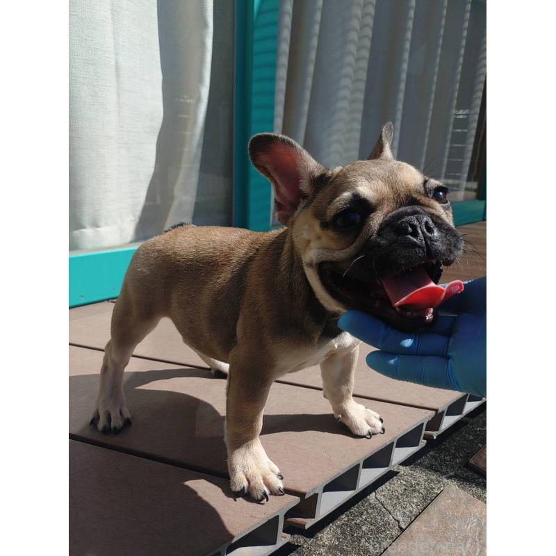 成約済の愛媛県のフレンチブルドッグ-404024の4枚目