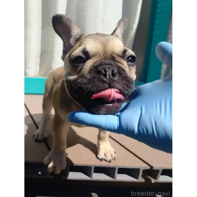 成約済の愛媛県のフレンチブルドッグ-404024の3枚目