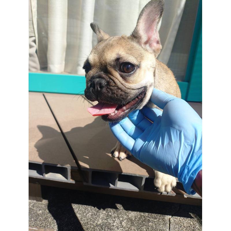 成約済の愛媛県のフレンチブルドッグ-404024の2枚目