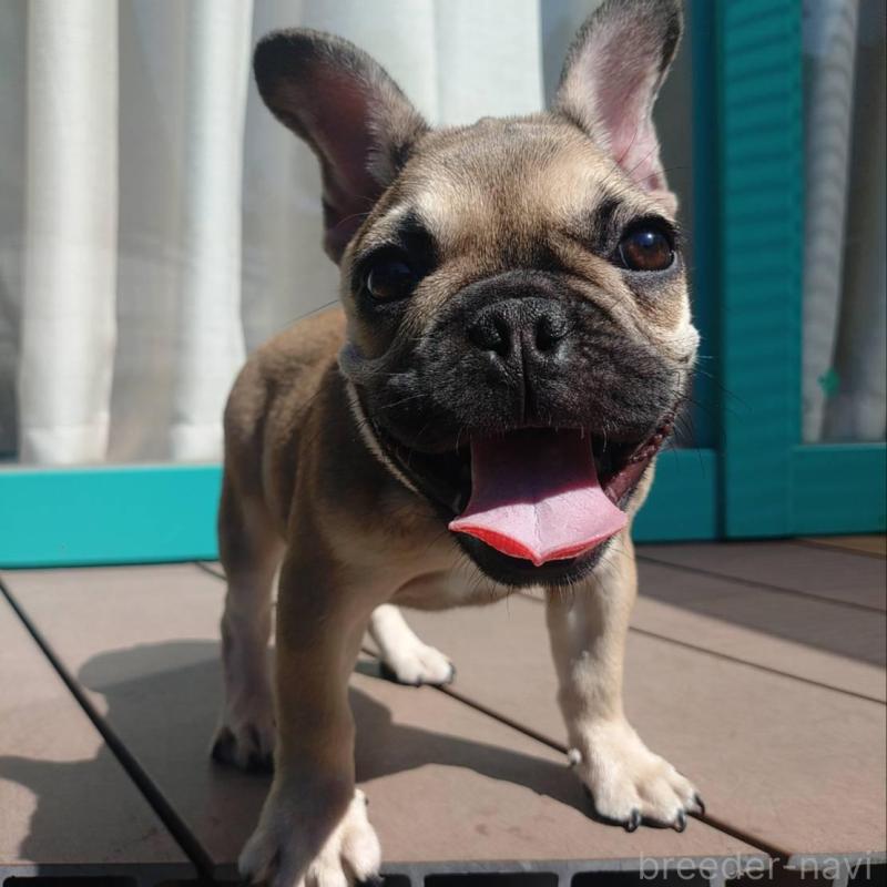 成約済の愛媛県のフレンチブルドッグ-404024