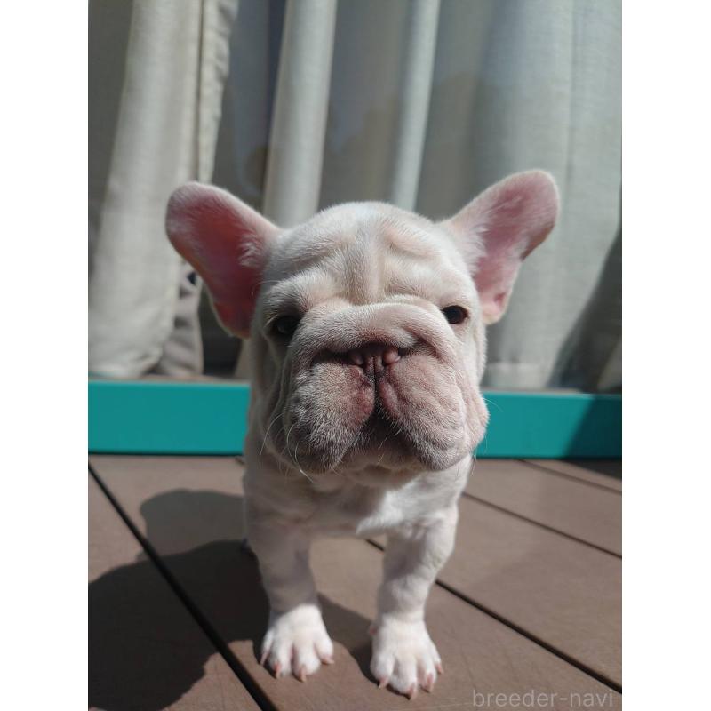 成約済の愛媛県のフレンチブルドッグ-414321の7枚目