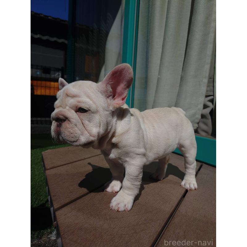 成約済の愛媛県のフレンチブルドッグ-414321の6枚目