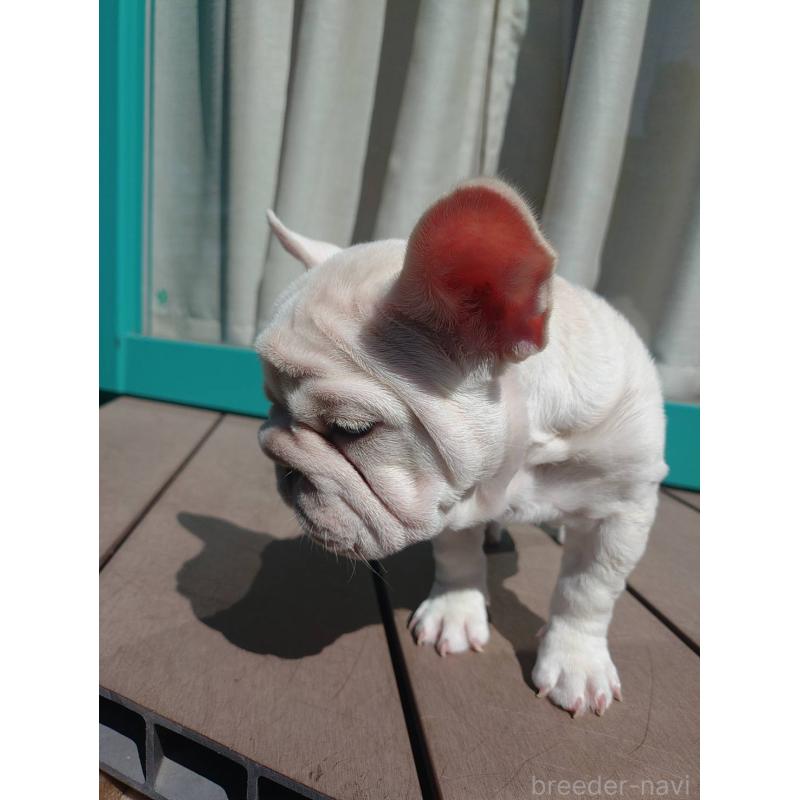 成約済の愛媛県のフレンチブルドッグ-414321の4枚目