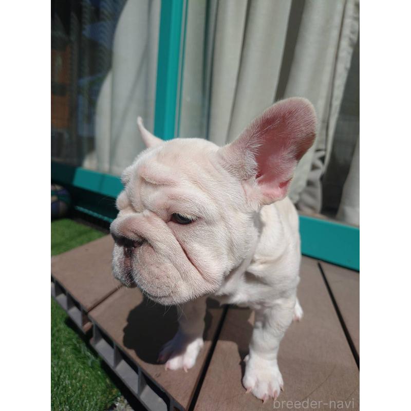 成約済の愛媛県のフレンチブルドッグ-414321の3枚目