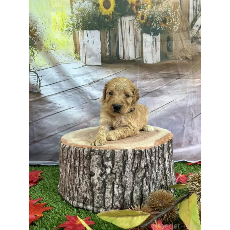 販売中の北海道のゴールデンドゥードル:ゴールデンレトリーバー×プードル-413981の25枚目